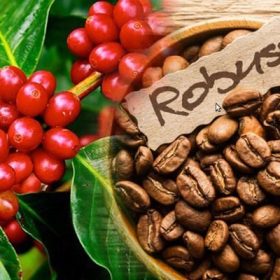 Cà phê rang xay Robusta