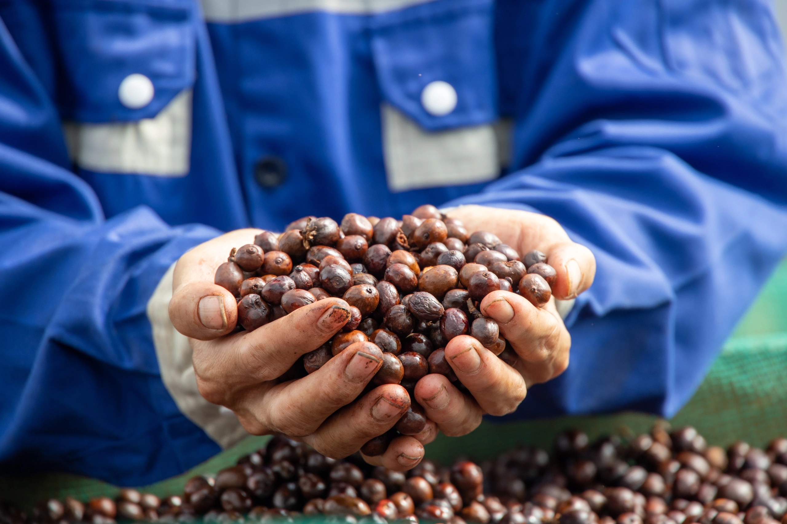 Giá cà phê Robusta hôm nay lập kỷ lục
