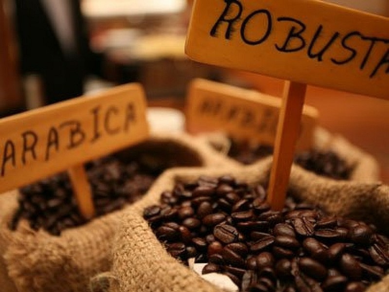 Robusta vượt Arabica
