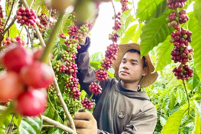 Cà phê PETEC tạm dừng mảng kinh doanh nông sản