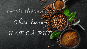 Những yếu tố ảnh hưởng đến chất lượng ly cà phê Robusta