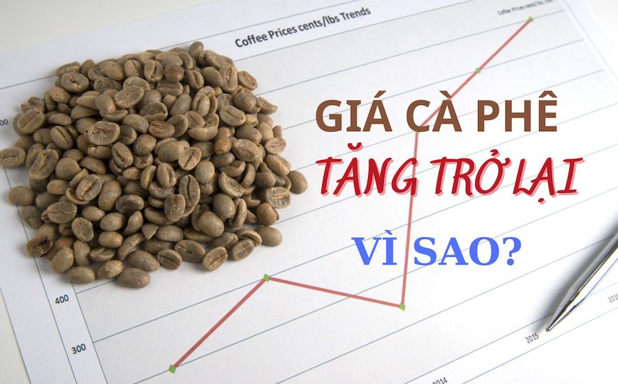 Tại sao giá cà phê Robusta hôm nay tăng mạnh?
