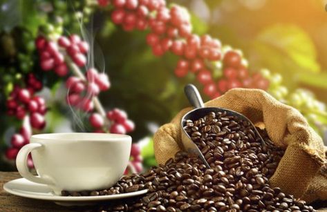 cà phê arabica có vị chua