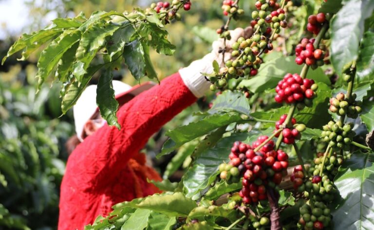 Nguồn gốc và đặc điểm của cây cà phê Robusta