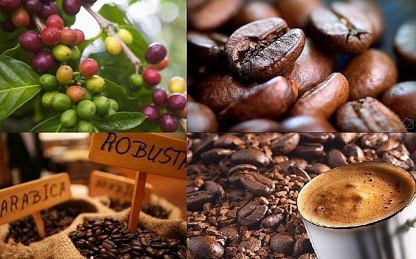 Giá cà phê Robusta và Arabica