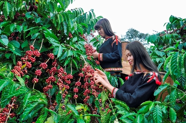 Vùng trồng cây cà phê Robusta chủ lực tại Việt Nam