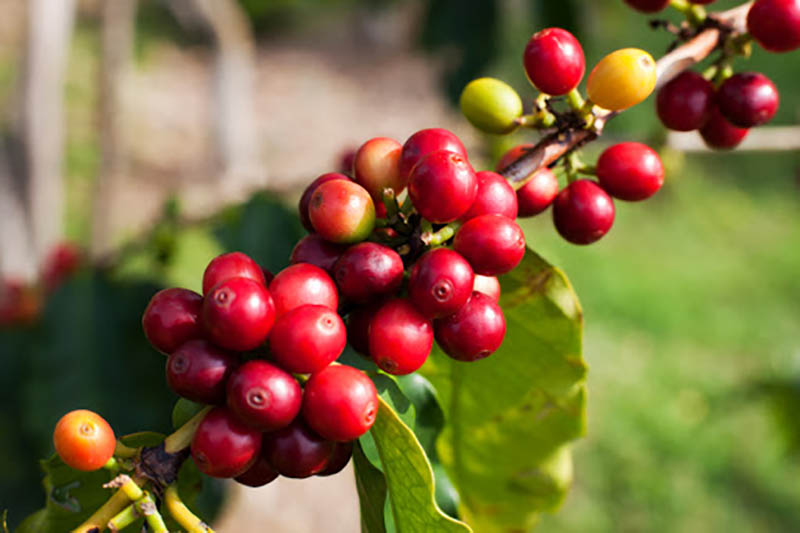 Tổng quan về cà phê Arabica