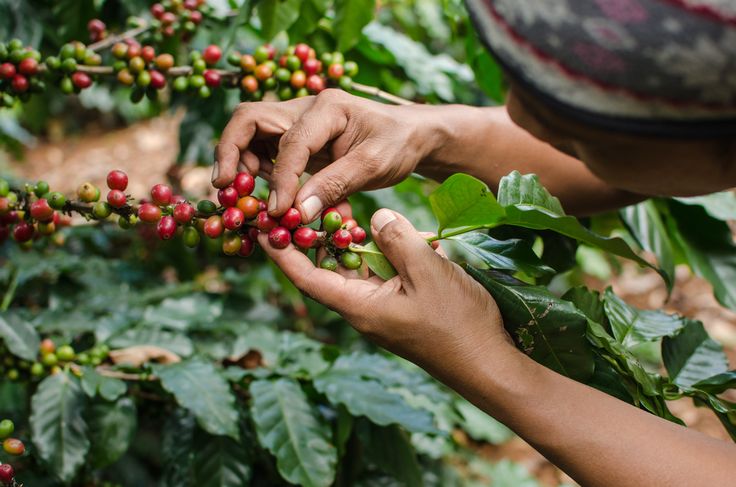 cà phê Robusta