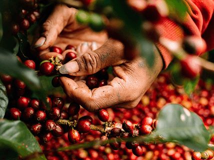 Cà phê Robusta ở Tây Nguyên